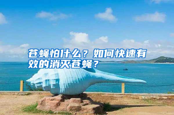 蒼蠅怕什么？如何快速有效的消滅蒼蠅？