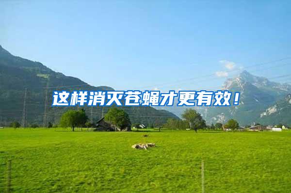 這樣消滅蒼蠅才更有效！