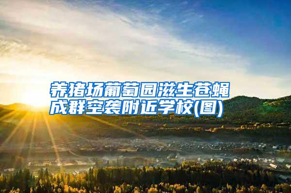 養豬場葡萄園滋生蒼蠅 成群空襲附近學校(圖)