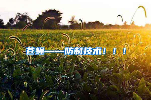蒼蠅——防制技術！！！