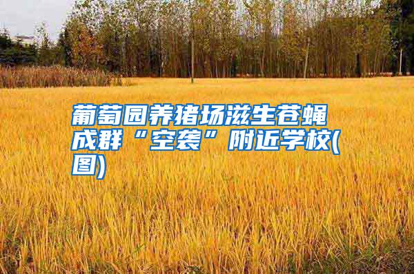 葡萄園養(yǎng)豬場(chǎng)滋生蒼蠅 成群“空襲”附近學(xué)校(圖)