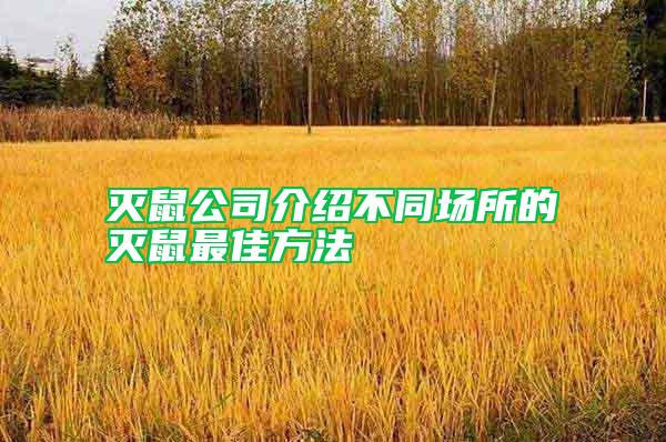 滅鼠公司介紹不同場所的滅鼠最佳方法