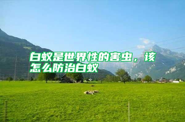 白蟻是世界性的害蟲(chóng)，該怎么防治白蟻