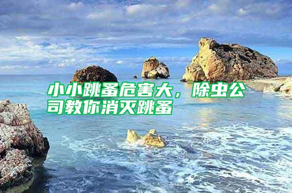 小小跳蚤危害大，除蟲公司教你消滅跳蚤