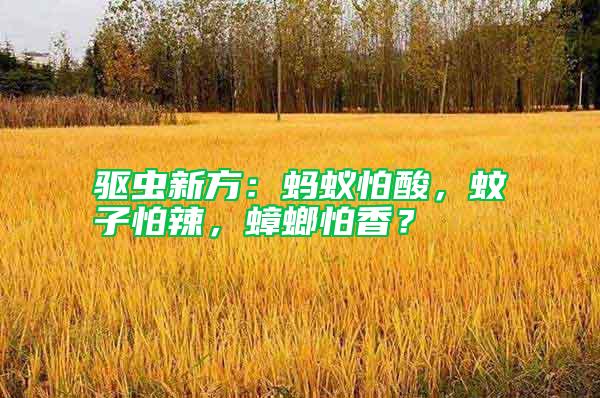 驅蟲新方：螞蟻怕酸，蚊子怕辣，蟑螂怕香？