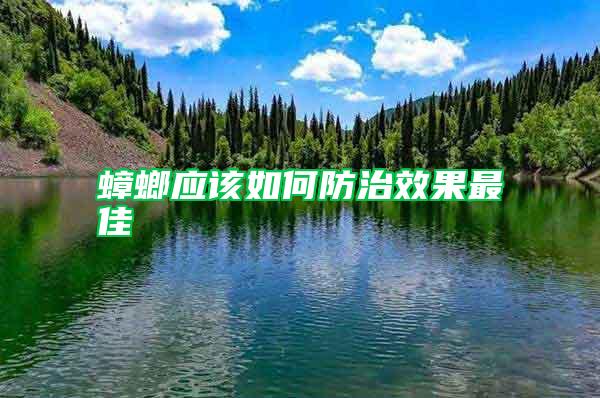 蟑螂應該如何防治效果最佳