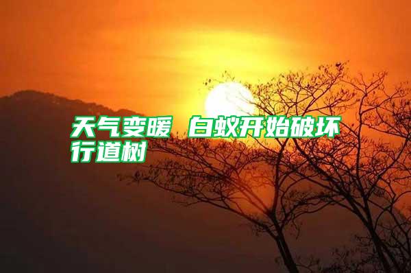 天氣變暖 白蟻開(kāi)始破壞行道樹(shù)