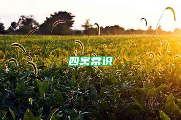 四害常識