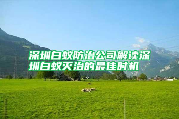 深圳白蟻防治公司解讀深圳白蟻滅治的最佳時機(jī)