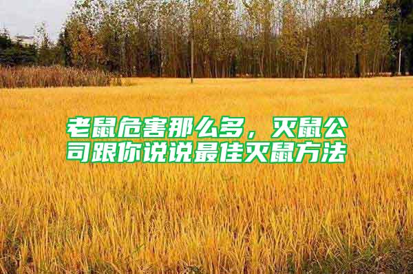 老鼠危害那么多，滅鼠公司跟你說說最佳滅鼠方法