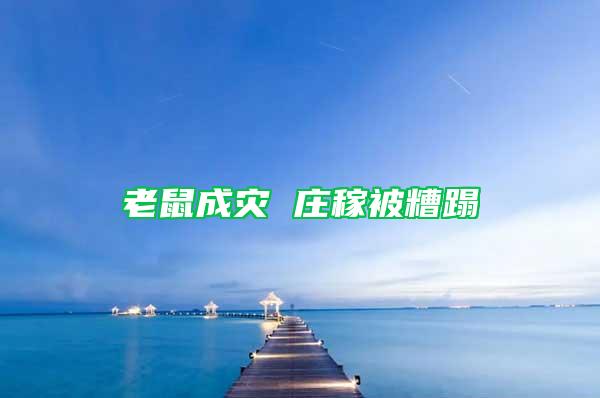 老鼠成災(zāi) 莊稼被糟蹋
