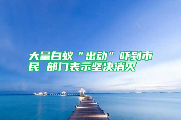 大量白蟻“出動”嚇到市民 部門表示堅決消滅