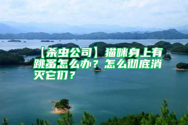 【殺蟲公司】貓咪身上有跳蚤怎么辦？怎么徹底消滅它們？
