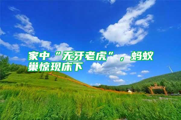 家中“無牙老虎”，螞蟻巢驚現床下