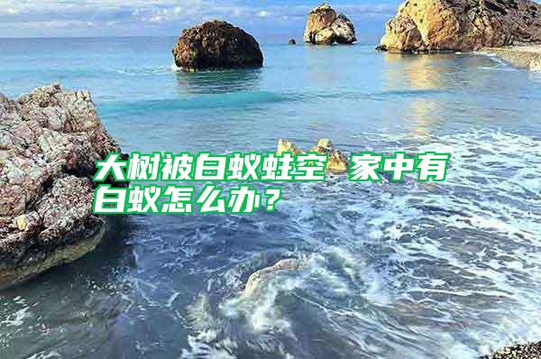 大樹被白蟻蛀空 家中有白蟻怎么辦？