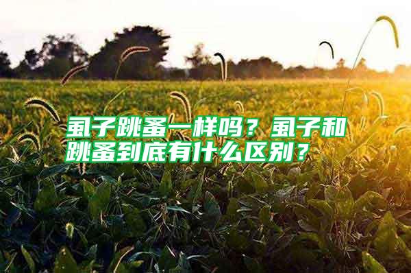虱子跳蚤一樣嗎？虱子和跳蚤到底有什么區別？