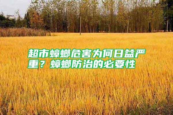 超市蟑螂危害為何日益嚴(yán)重？蟑螂防治的必要性