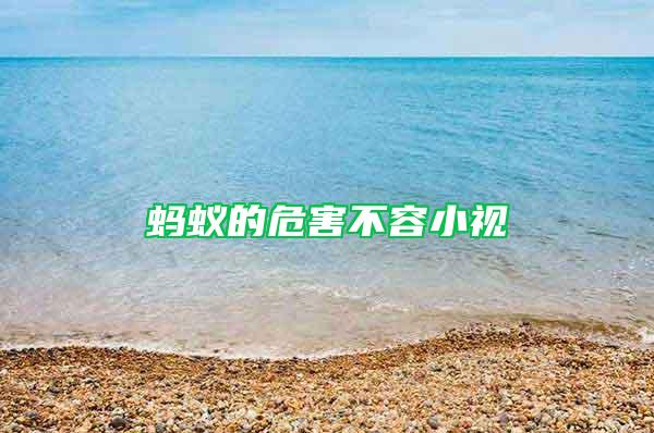 螞蟻的危害不容小視