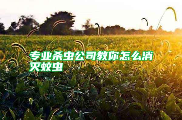 專業(yè)殺蟲公司教你怎么消滅蚊蟲