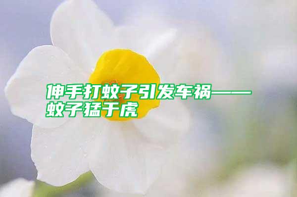 伸手打蚊子引發(fā)車禍——蚊子猛于虎