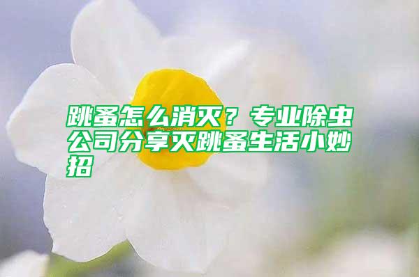 跳蚤怎么消滅？專業(yè)除蟲公司分享滅跳蚤生活小妙招