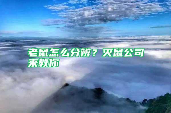 老鼠怎么分辨？滅鼠公司來教你