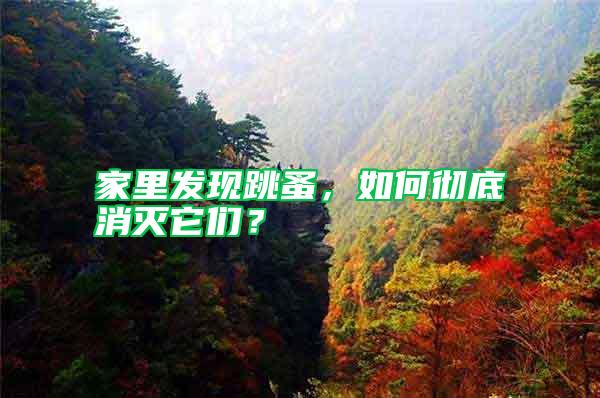 家里發現跳蚤，如何徹底消滅它們？