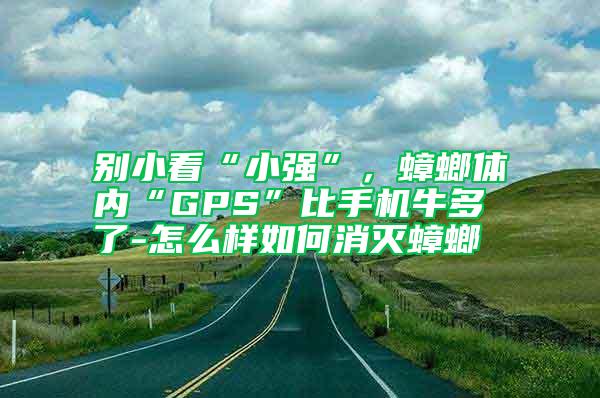 別小看“小強”，蟑螂體內“GPS”比手機牛多了-怎么樣如何消滅蟑螂