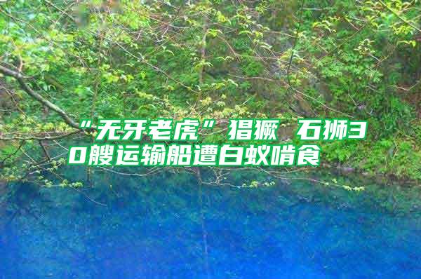 “無(wú)牙老虎”猖獗 石獅30艘運(yùn)輸船遭白蟻啃食