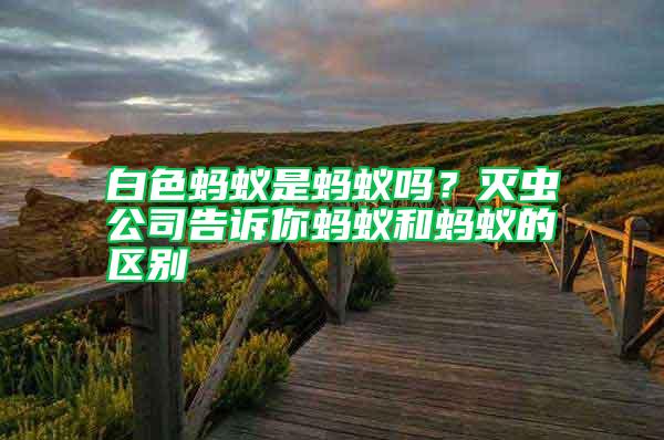 白色螞蟻是螞蟻嗎？滅蟲公司告訴你螞蟻和螞蟻的區別