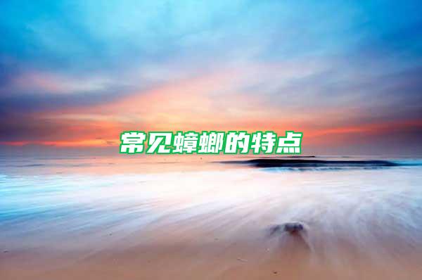常見蟑螂的特點