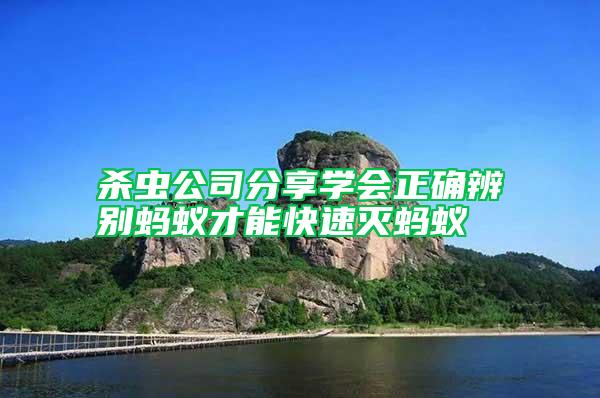 殺蟲公司分享學會正確辨別螞蟻才能快速滅螞蟻