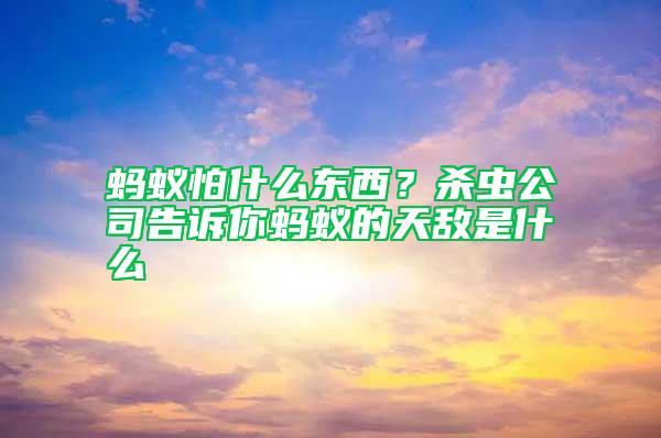 螞蟻怕什么東西？殺蟲公司告訴你螞蟻的天敵是什么