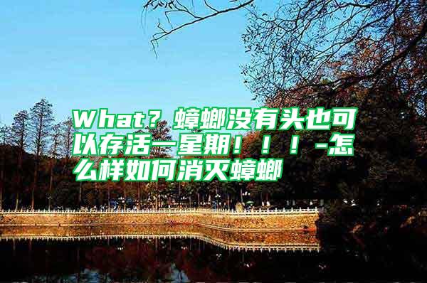 What？蟑螂沒有頭也可以存活一星期！??！-怎么樣如何消滅蟑螂