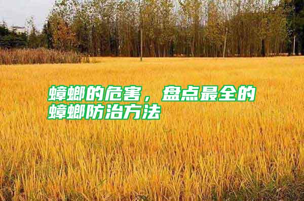 蟑螂的危害，盤點最全的蟑螂防治方法
