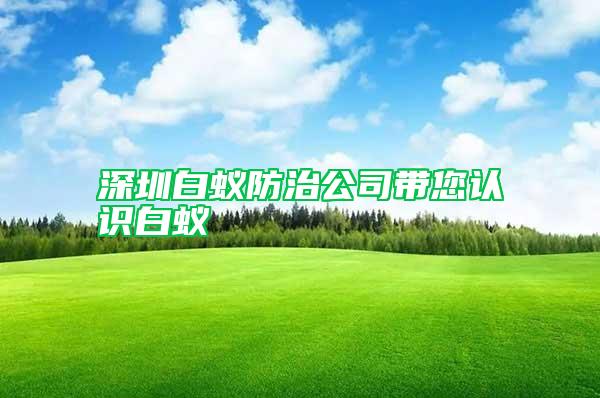 深圳白蟻防治公司帶您認(rèn)識(shí)白蟻