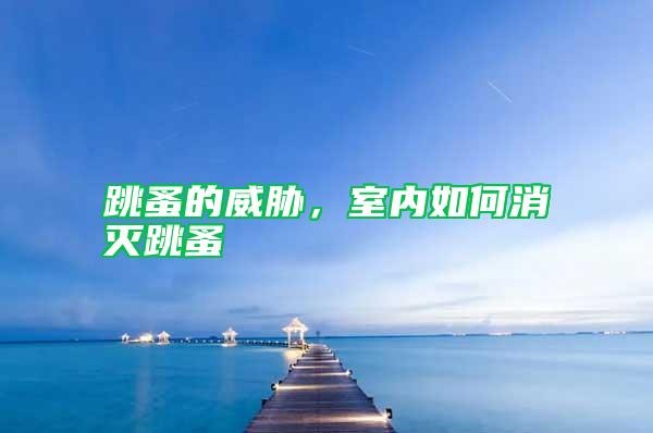 跳蚤的威脅，室內(nèi)如何消滅跳蚤