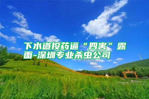下水道投藥逼“四害”露面-深圳專業殺蟲公司