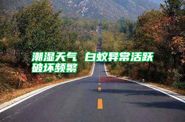 潮濕天氣 白蟻異?；钴S破壞頻繁