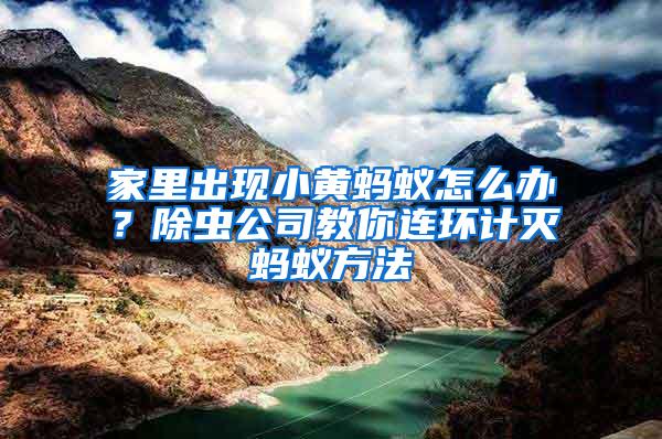 家里出現(xiàn)小黃螞蟻怎么辦？除蟲公司教你連環(huán)計滅螞蟻方法