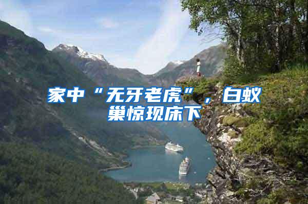家中“無(wú)牙老虎”，白蟻巢驚現(xiàn)床下