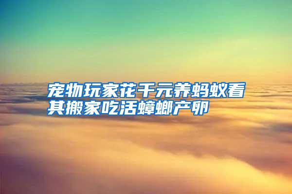 寵物玩家花千元養螞蟻看其搬家吃活蟑螂產卵