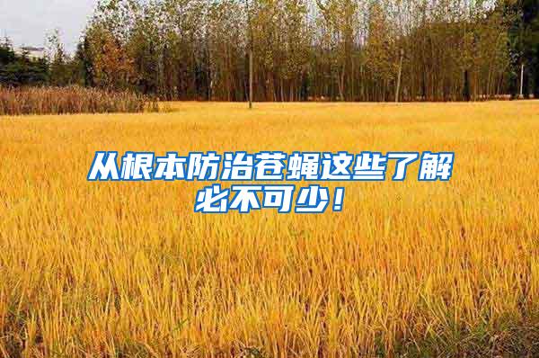 從根本防治蒼蠅這些了解必不可少！