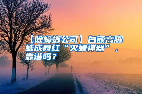 【除蟑螂公司】白額高腳蛛成網紅“滅蟑神器”，靠譜嗎？