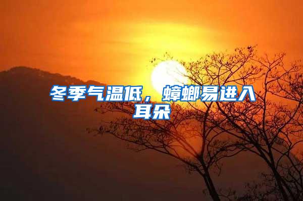 冬季氣溫低，蟑螂易進入耳朵