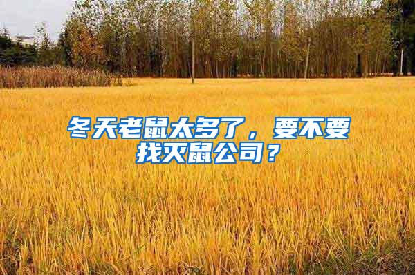 冬天老鼠太多了，要不要找滅鼠公司？