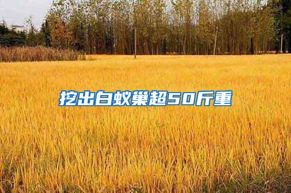 挖出白蟻巢超50斤重