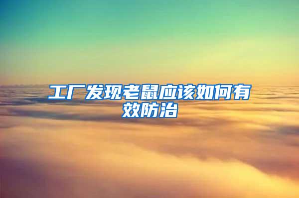 工廠發現老鼠應該如何有效防治