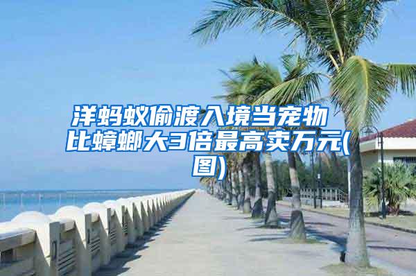 洋螞蟻偷渡入境當寵物 比蟑螂大3倍最高賣萬元(圖)