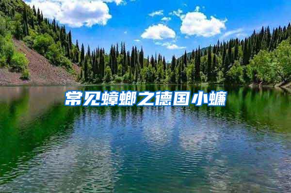 常見蟑螂之德國(guó)小蠊